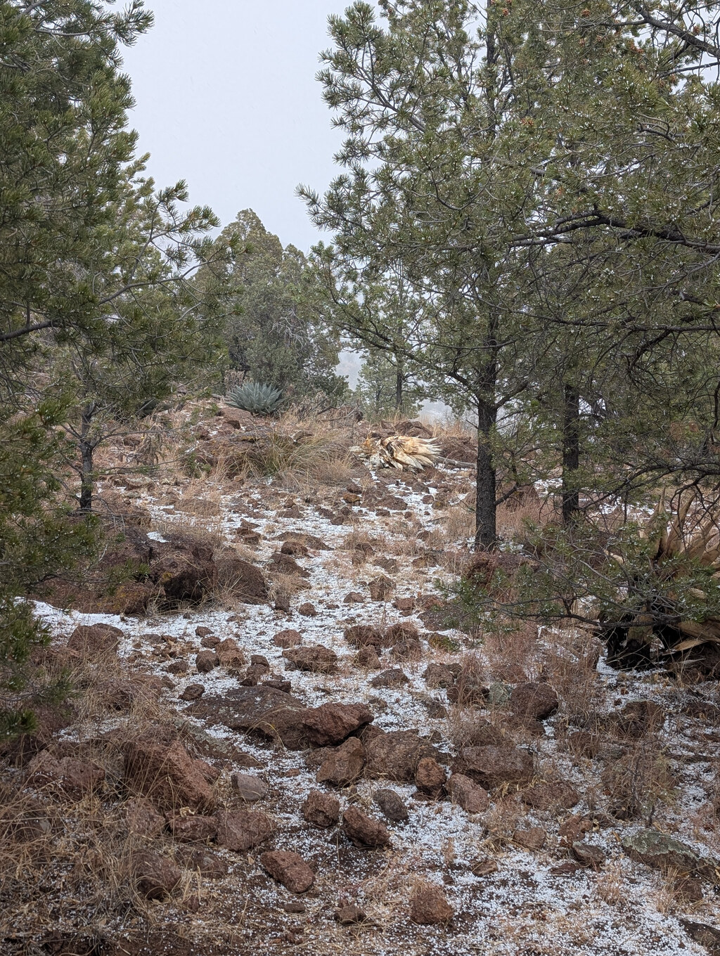 Snow-dusted pines on a rocky slope