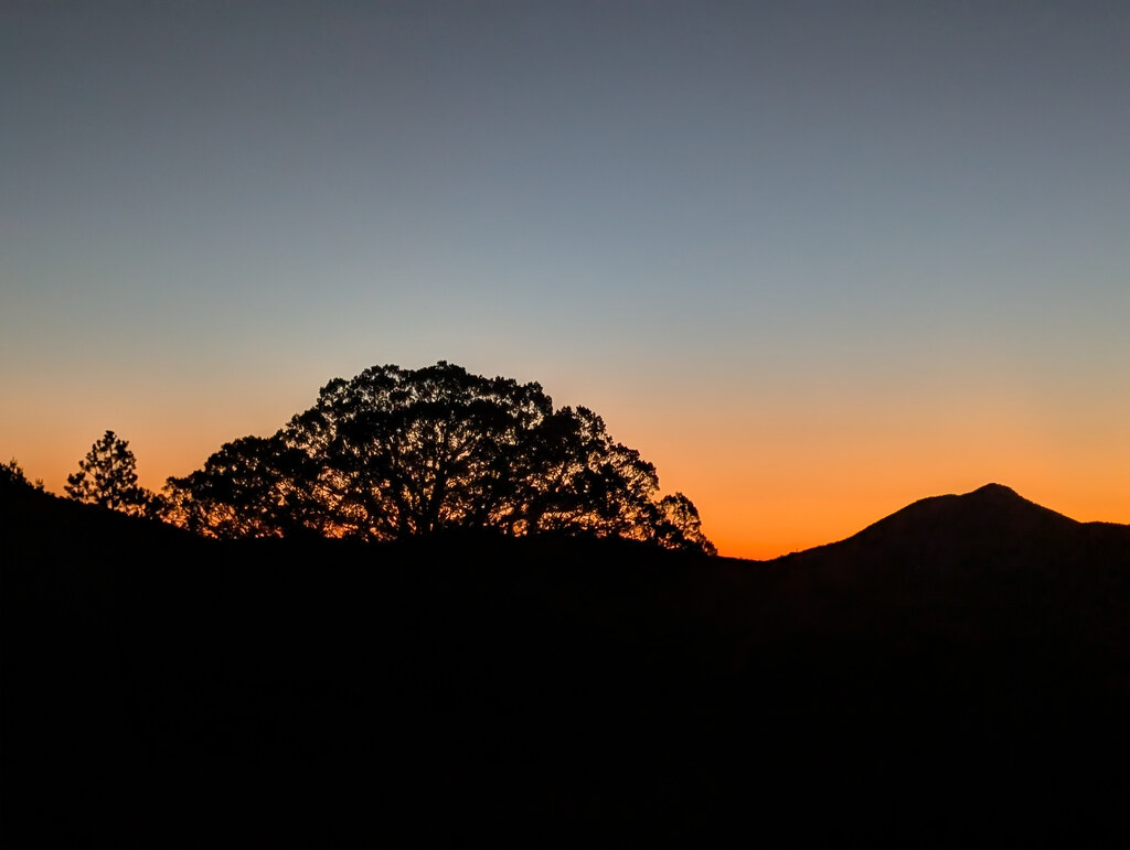Sunset behind a broad tree and mountain peak