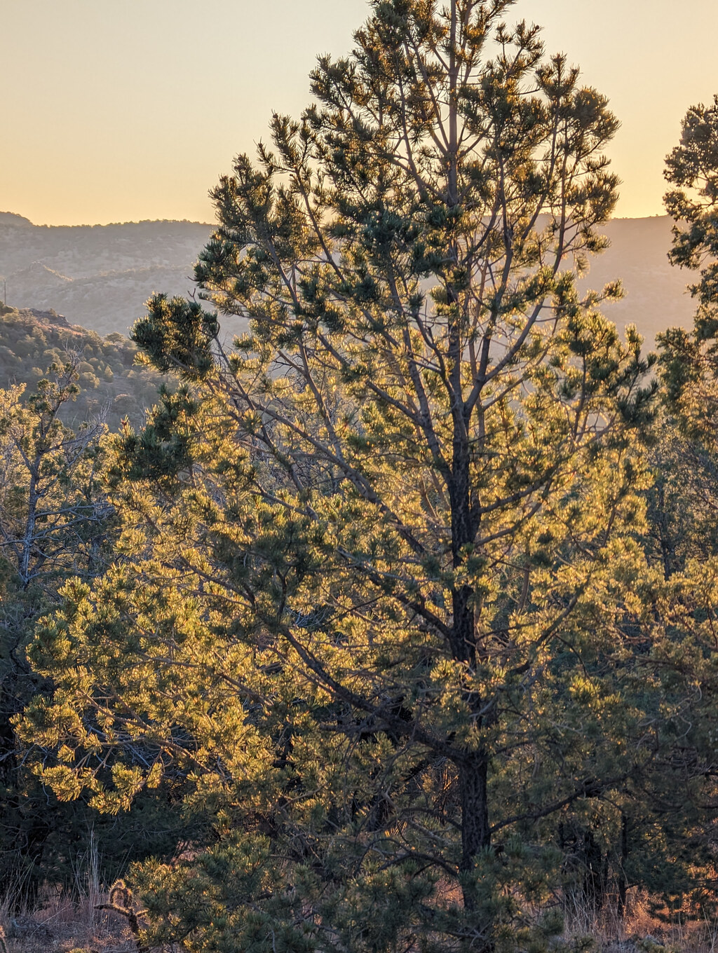 Sunlit pine tree above a mountain valley
