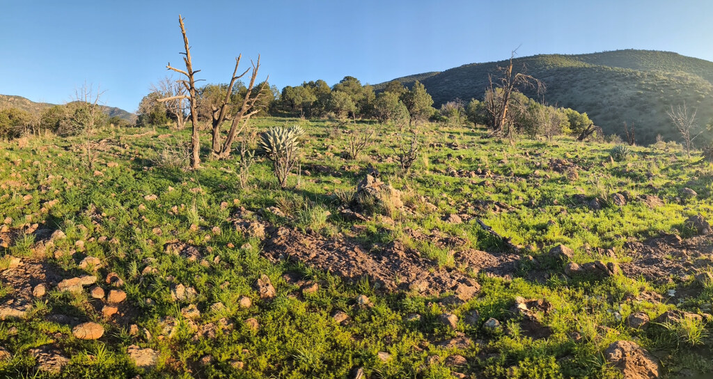 Green groundcover and fire-scarred trunks on a mountain slope
