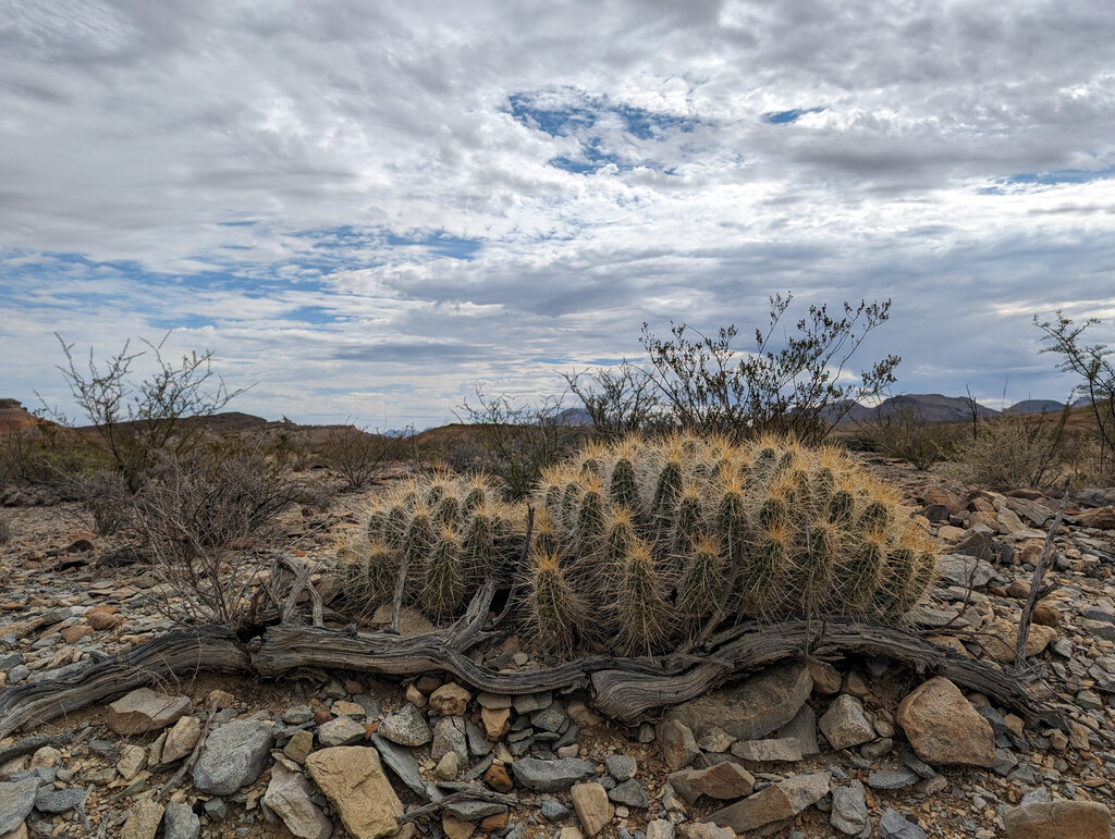 Barrel cactus among layered desert rocks