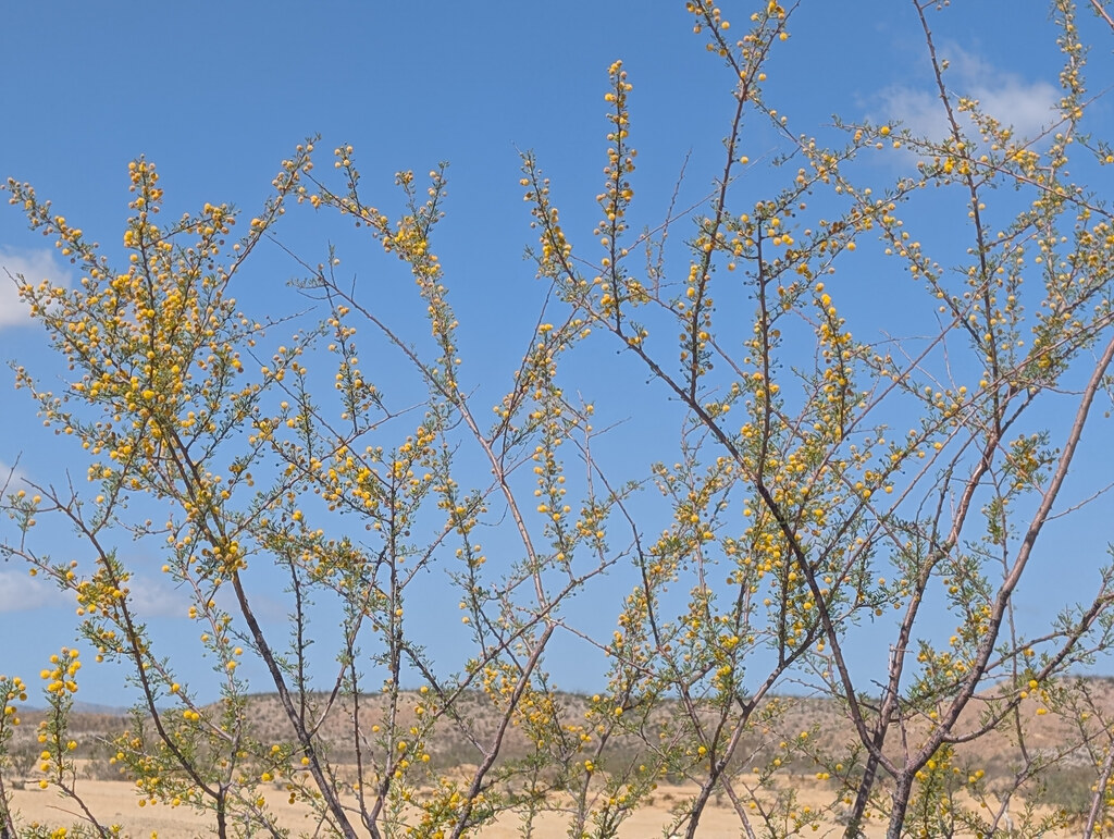 Ocotillo branches with yellow leaves against a blue sky