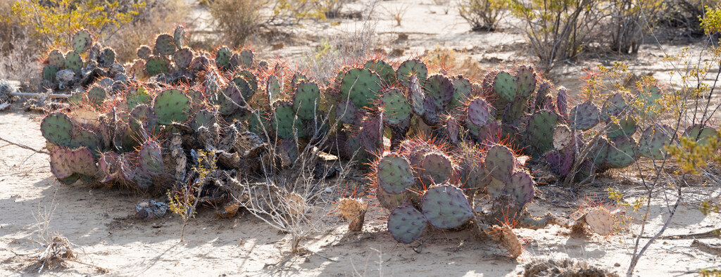 Prickly pear cactus with red-edged pads