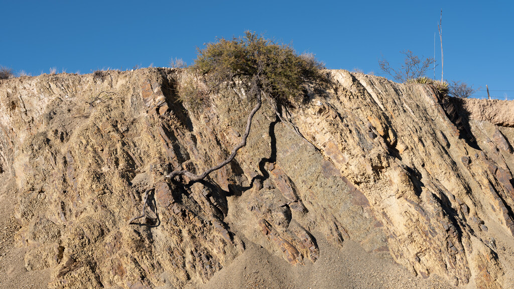 Pale fractured roadcut beneath a desert shrub