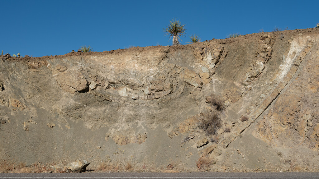 Broad gray roadcut below a solitary yucca