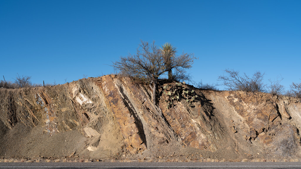 Tree rooted above fractured rock in a roadside cut